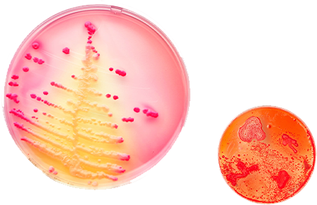 培养基优化与定制服务